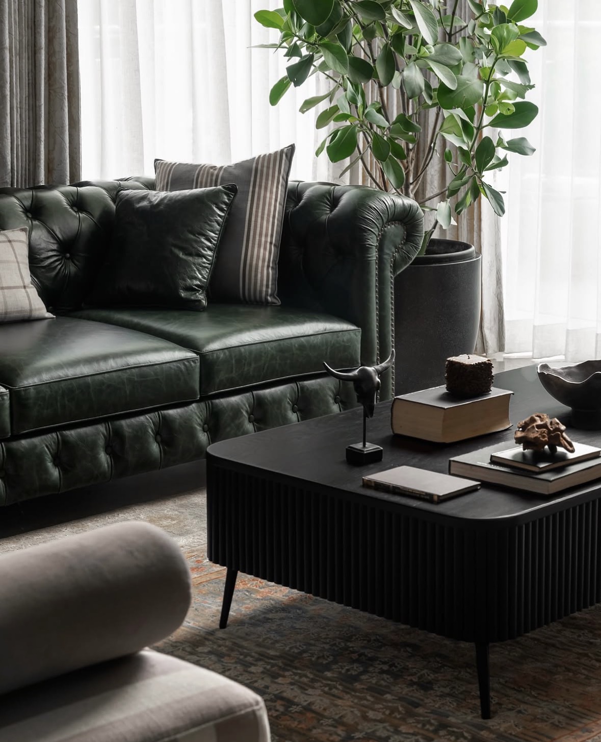 Green leather Chesterfield with cushions beside a black fluted coffee table and a large plant